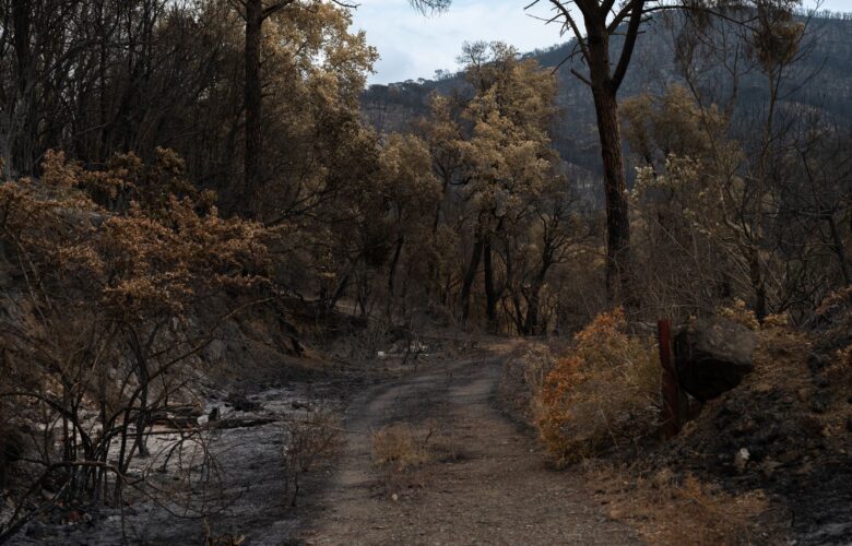 Maui wildfire recovery: Max Holloway’s proven support for housing
